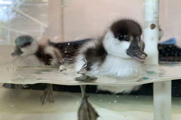 Paradise shelduckling - 966x644.jpg